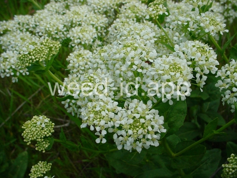 cress, hoary